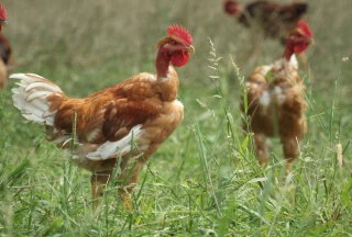 Le niveau de risque augmenté en France