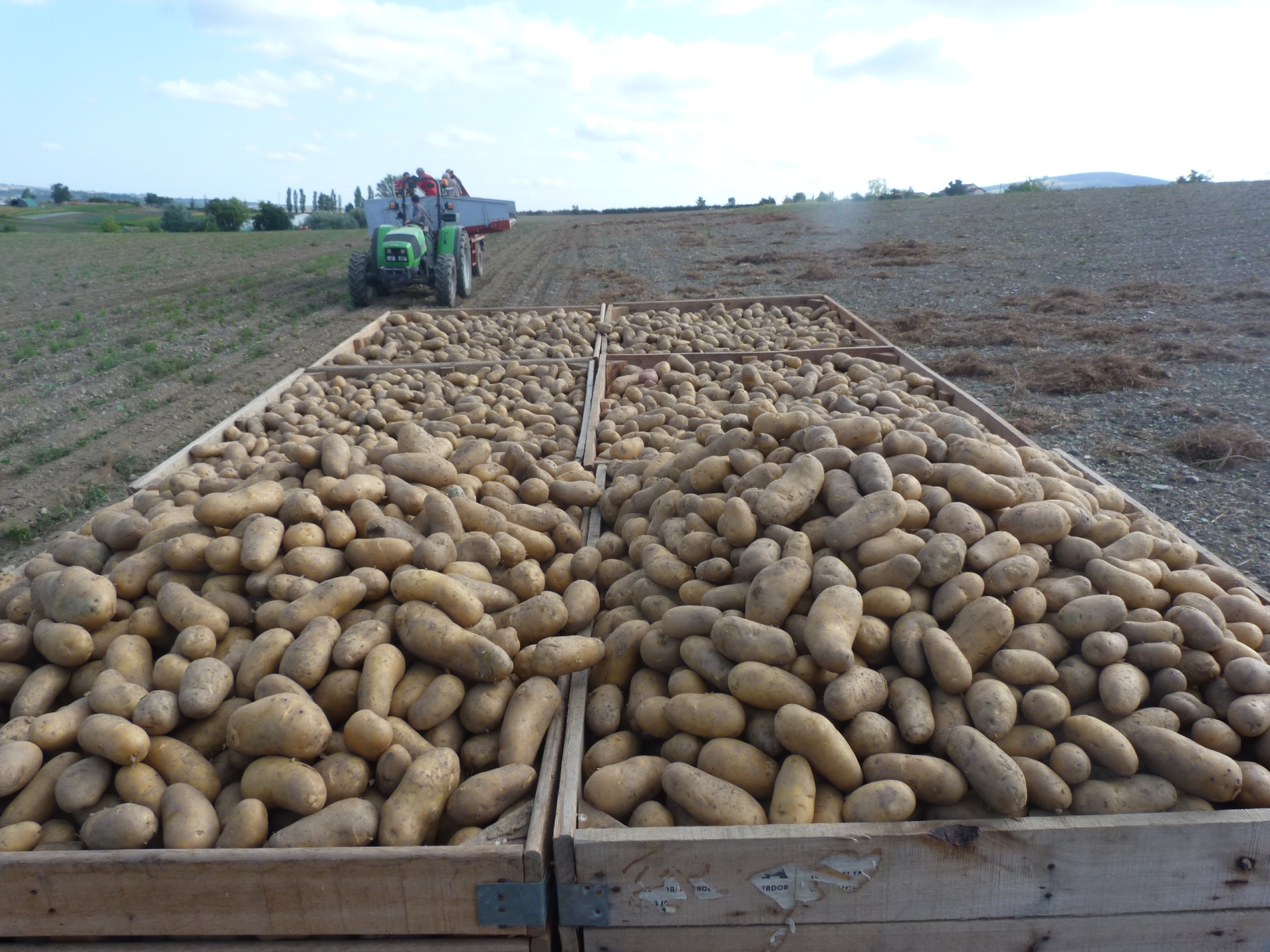 Récolte des pommes de terre de Maxime Pioteyry