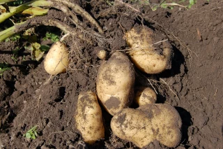 Ils ont la patate !