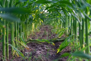 Phyto : comment optimiser leur utilisation ?