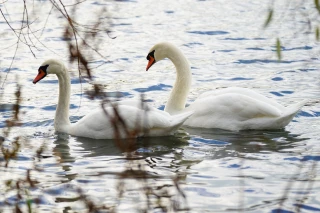 Grippe aviaire : premiers cas dans la Loire