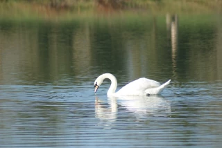 Un nouveau cas de grippe aviaire dans la Loire