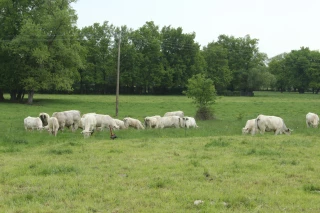 Réussir l’étape décisive de la mise à l’herbe