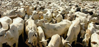 Mercosur-UE : l’inquiétude du monde agricole 