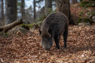 La chasse au sanglier possible jusqu’au 31 mars