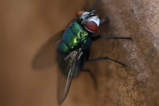 Lutter contre les mouches en élevage 