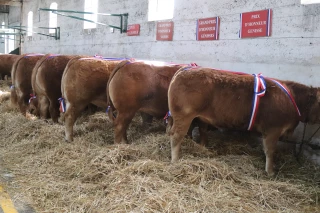 Comice 2021 : palmarès du concours d'animaux de boucherie limousins