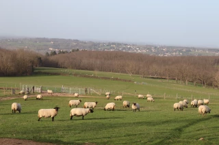 Ovins : quels leviers pour s’adapter au changement climatique ?