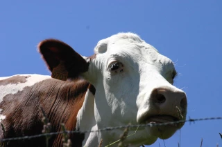 IBR : tout faire pour éviter d’avoir des animaux positifs