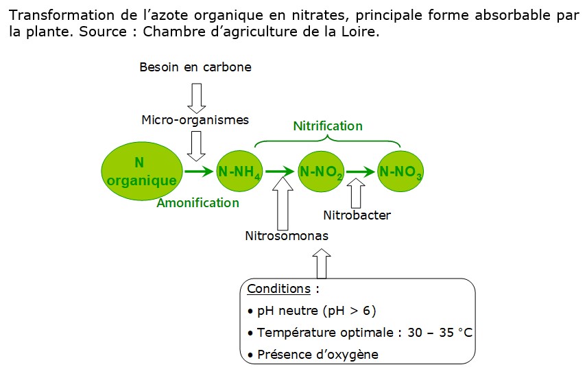 Le cycle de l'azote (N) dans le sol