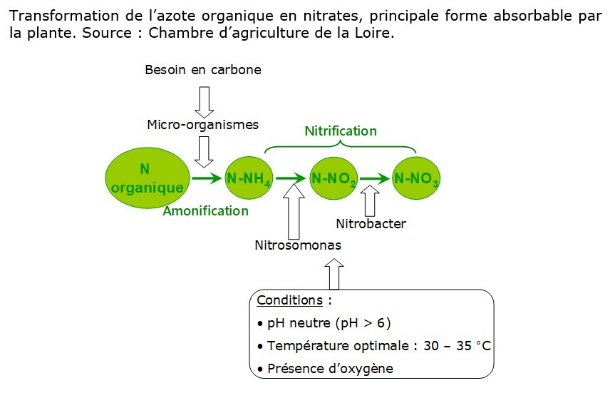 Le cycle de l'azote (N) dans le sol