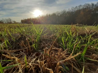Fertilisation : la disponibilité de l’azote dans le sol