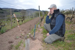 Des vignerons dépités !