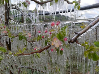 Aucun arboriculteur n’a été épargné par le gel