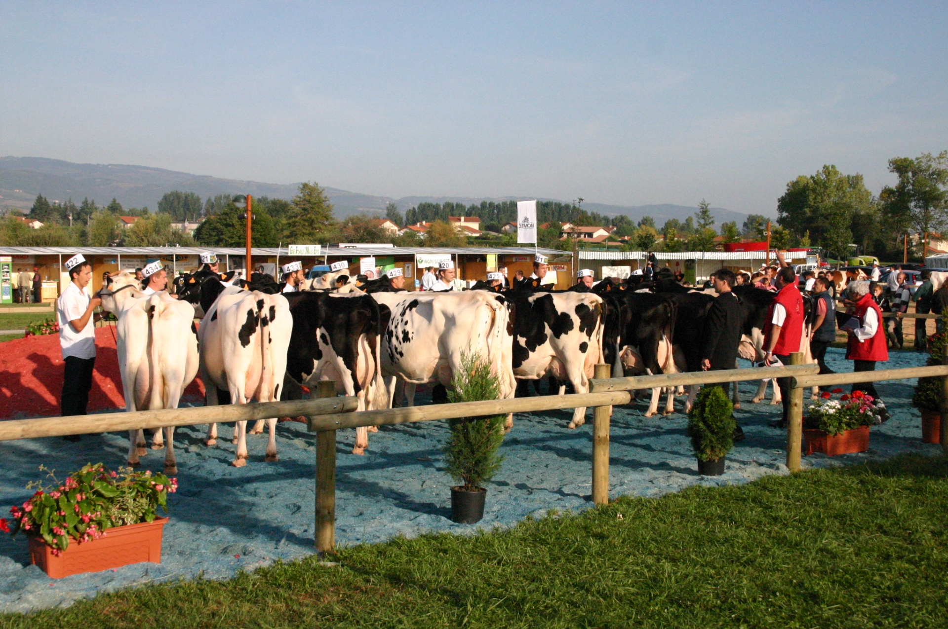 Concours de vaches laitières : l’organisation s’affine