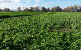 Introduire des couverts pour améliorer la fertilité de ses sols