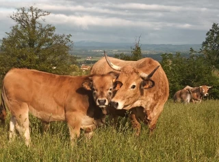 Race Aubrac : deux veaux de la Loire à la station d’évaluation 