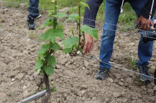 Diverses mesures pour aider les agriculteurs suite au gel