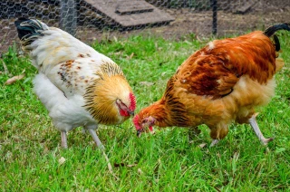 Des poules à la maison ? 