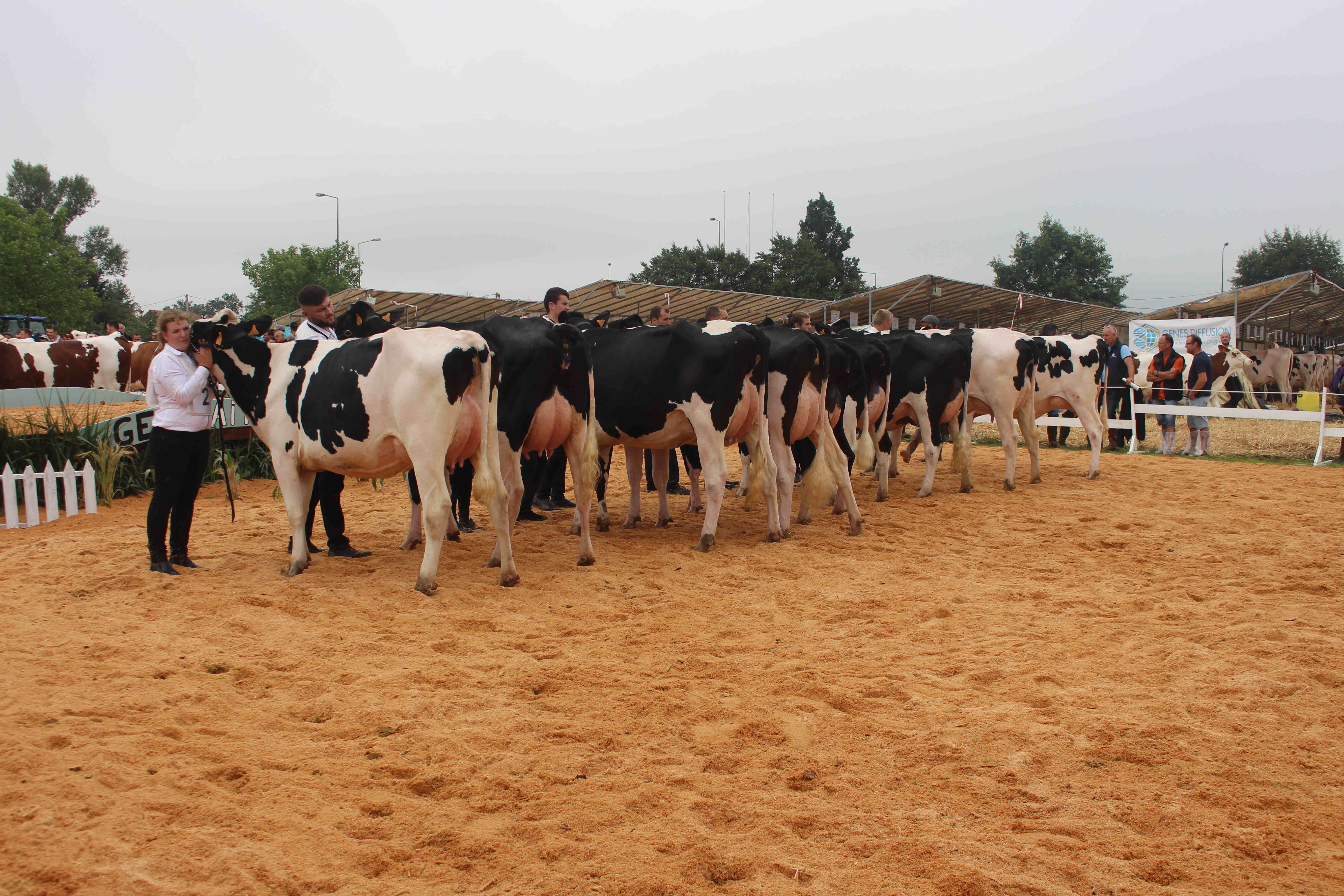 Palmarès de la race Prim'holstein