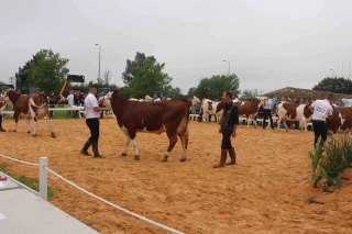 Palmarès de la race Montbéliarde