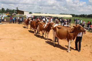 Palmarès de la race Red holstein