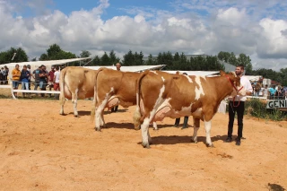 Palmarès de la race Simmental