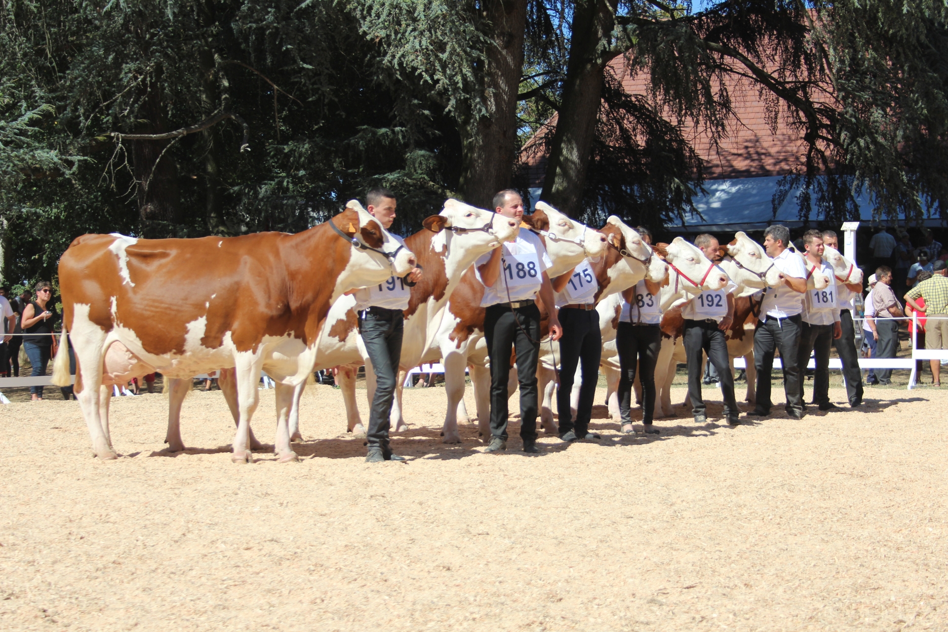 Programme du concours de races laitières