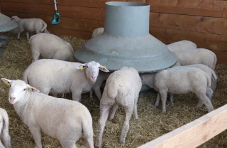 Aïd : pour un bon déroulement des abattages rituels