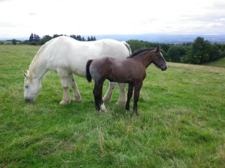 Aider à la conservation des chevaux de trait