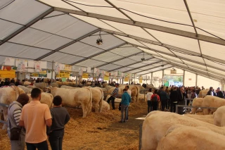 Fête du charolais : tout est fait pour qu’elle ait lieu