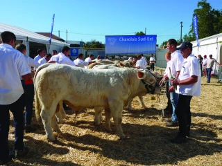 Le concours charolais aura bien lieu à Beaucroissant