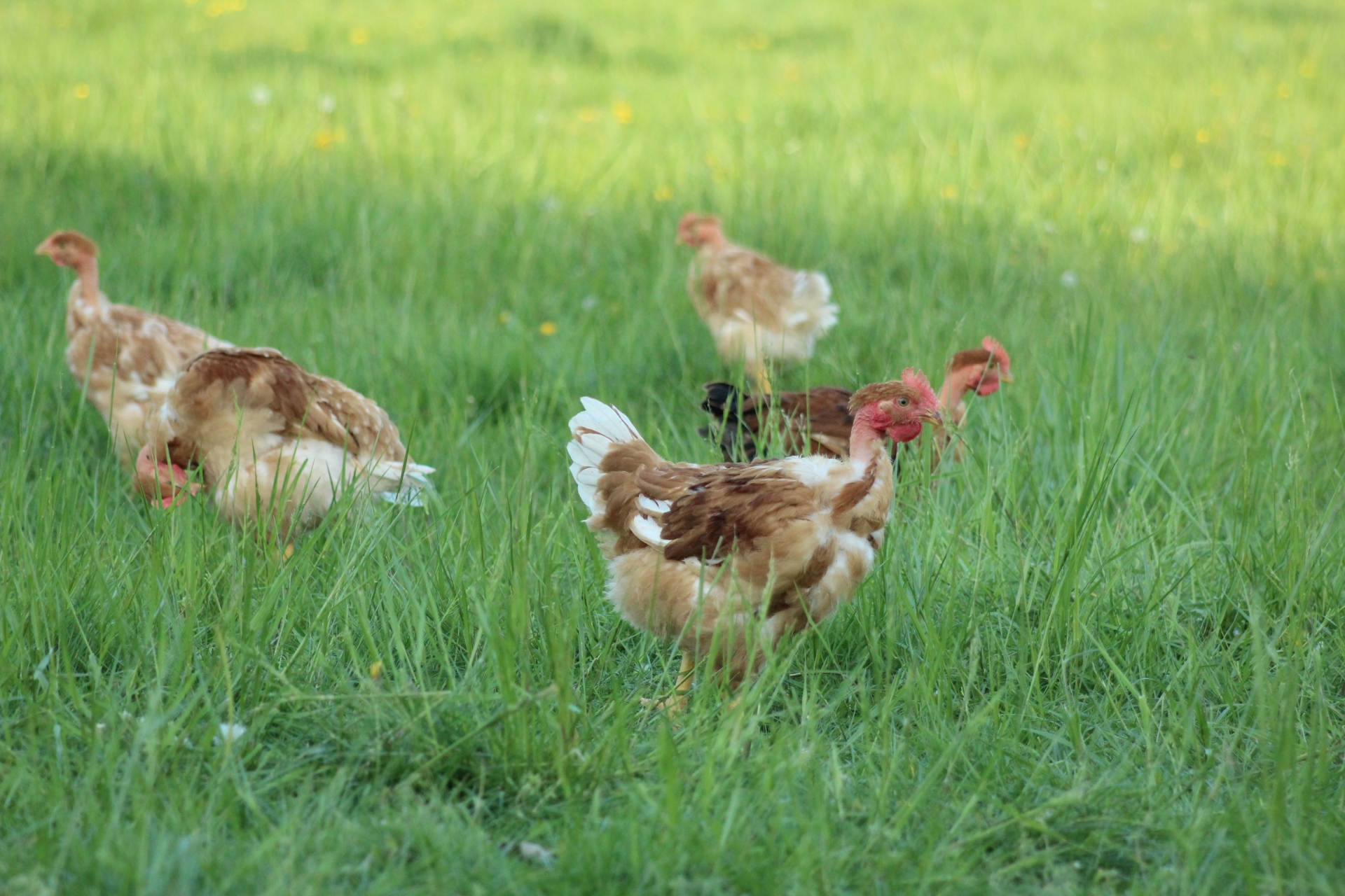 Grippe aviaire : nouveau cas, nouvelles mesures