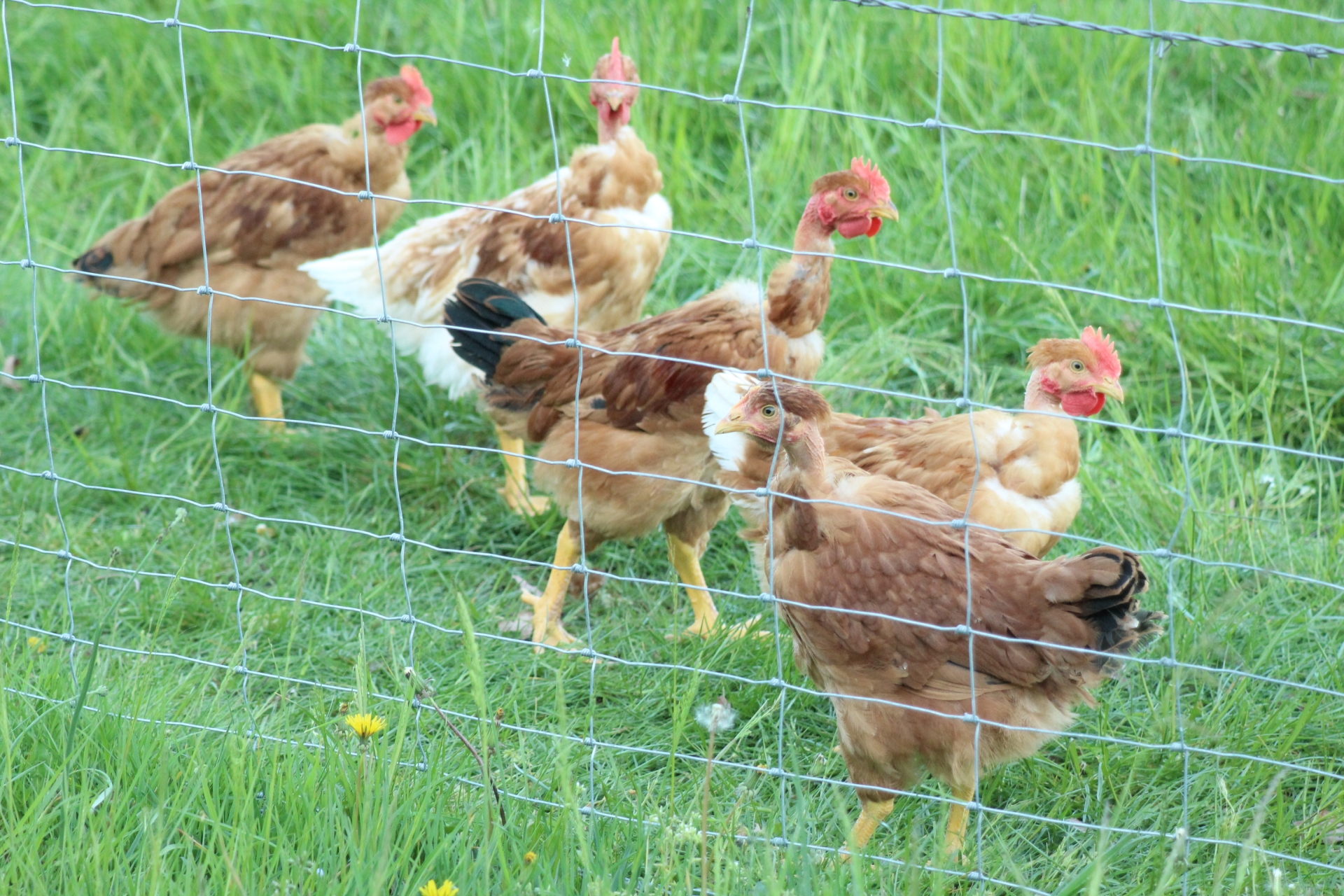 Influenza aviaire : les nouvelles mesures de prévention
