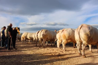 Fête du charolais : ouverture des portes le vendredi soir
