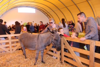 Les temps forts de la Fête du charolais