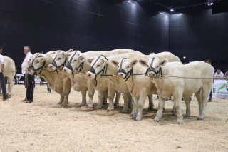 Fête du charolais : un rendez-vous tant attendu