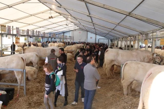 Fête du charolais : un événement incontournable et envié
