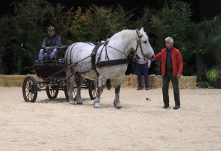 Chevaux de trait : un automne synonyme de reprise des activités