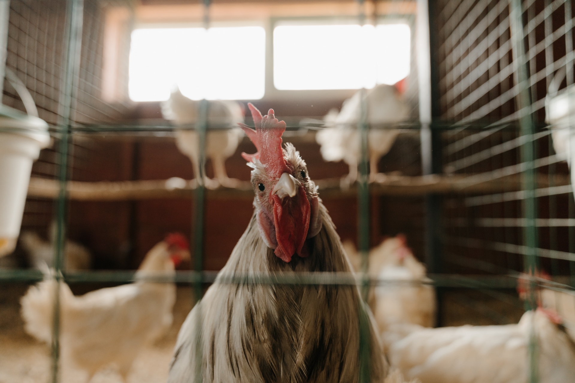 Grippe aviaire : nouvelles mesures face à la progression du virus