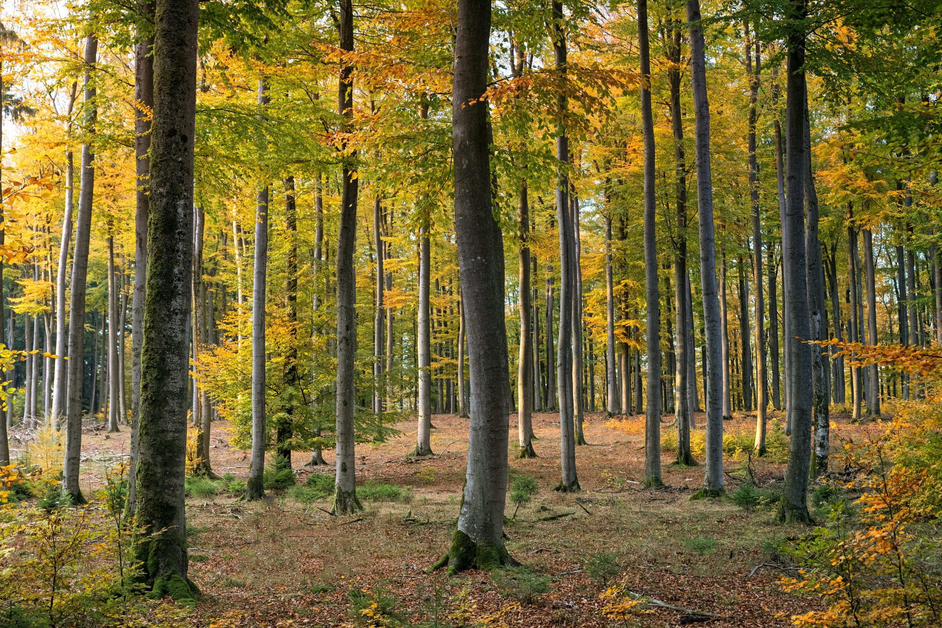 Repenser la gestion et la protection des forêts 