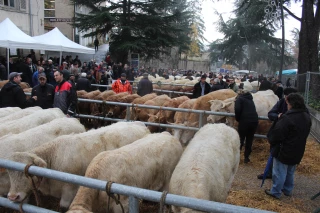 Sainte Catherine : une foire historique attendue cette année