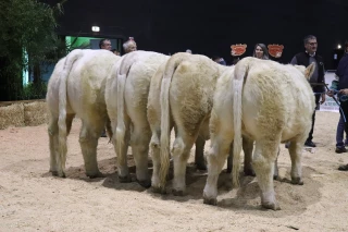 Palmarès du concours de reproducteurs charolais
