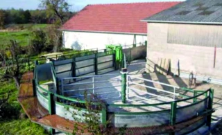Construire une installation de contention bovine