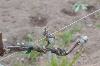 Viticulture : déclarer sa demande d’aide suite au gel