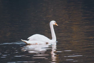 Grippe aviaire : un cas confirmé dans la Loire