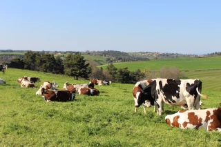 Réfléchir ensemble au lait bio de demain