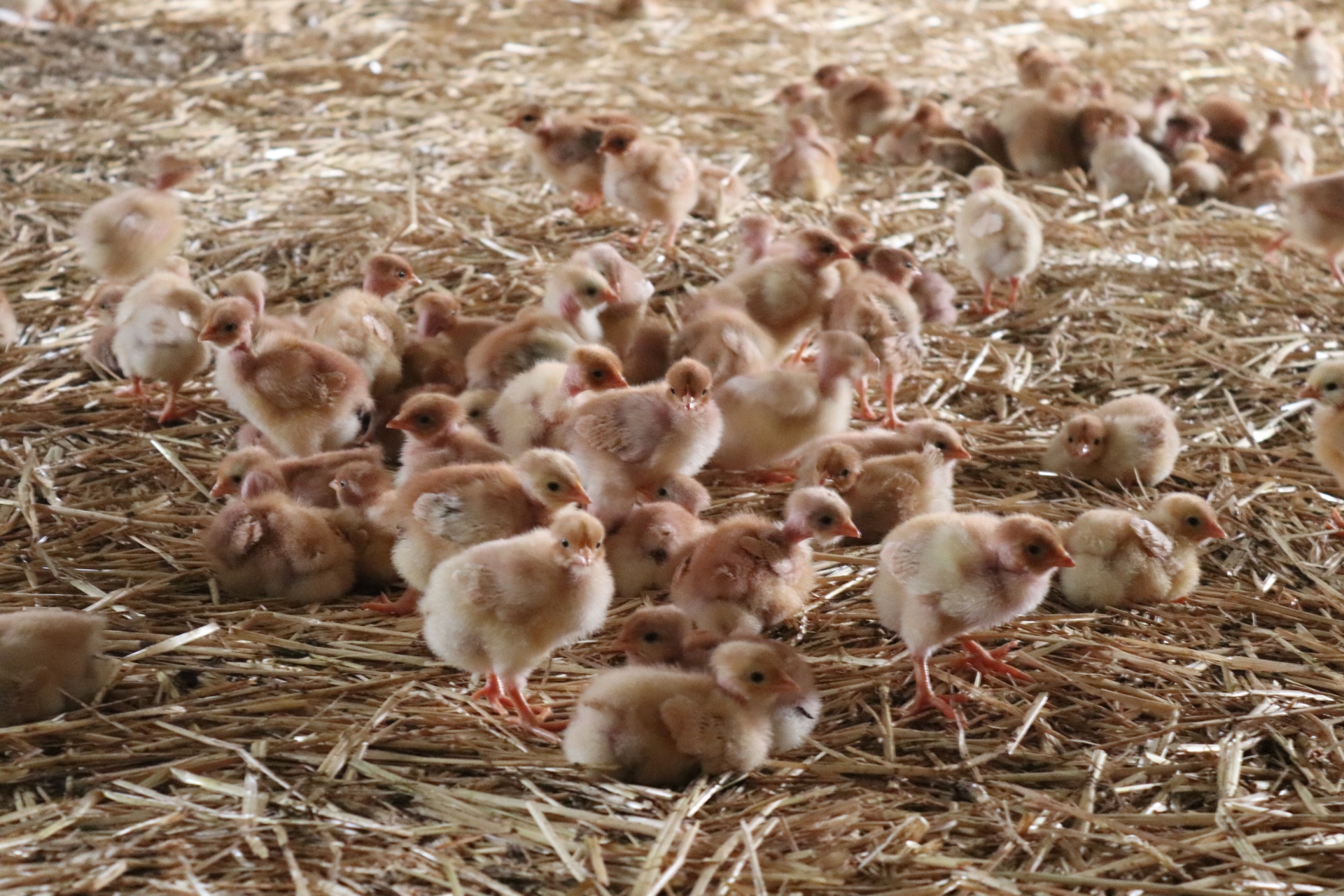 Grippe aviaire : levée de la zone de contrôle temporaire