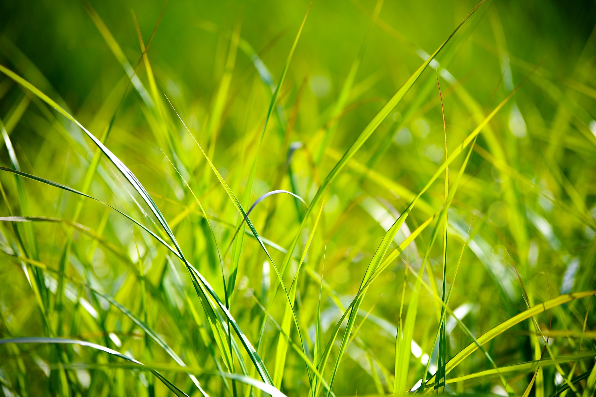 Des températures favorables à la pousse de l’herbe