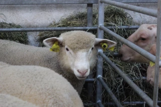Double exposition ovine : un mariage qui dure